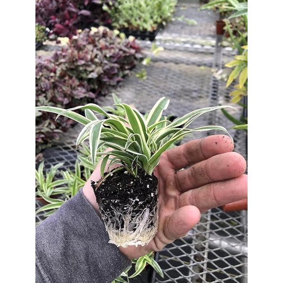 3-Pack Airplane Spider Plant — Variegated Houseplant