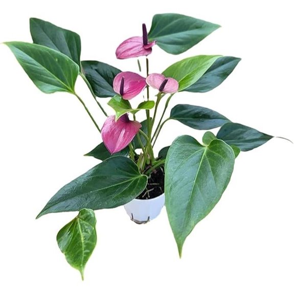 Anthurium Purple Andraeanum Indoor Plant (4 Pot)