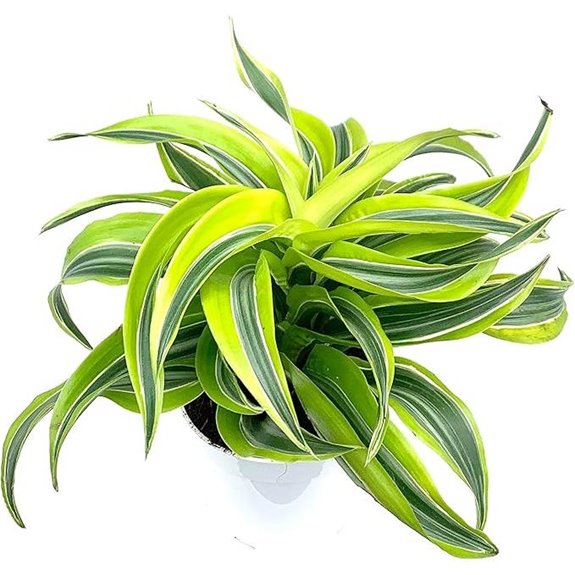 Dracaena Lemon Surprise Air Purifying House Plant
