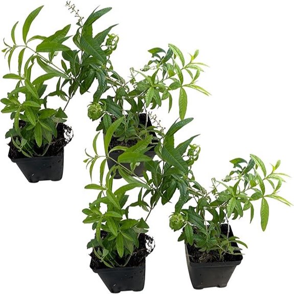 Lemon Verbena Herb - Edible Sleep-Enhancing 4-Pack