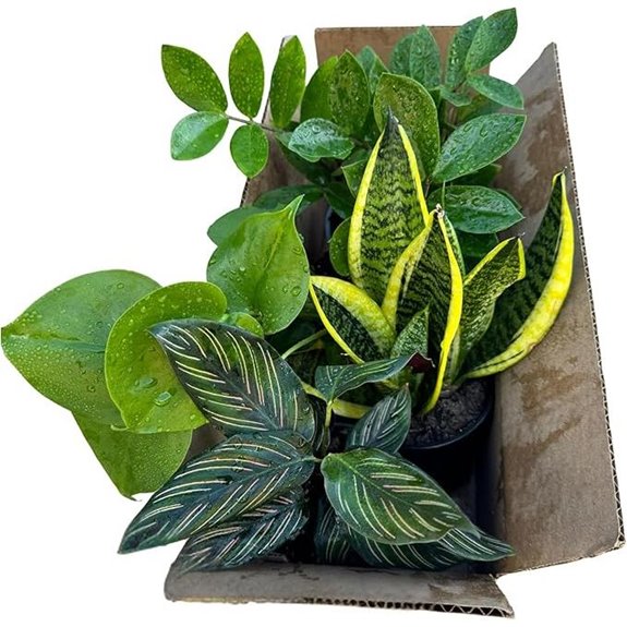 Set of 4 Assorted Indoor Plants in 4 Pots