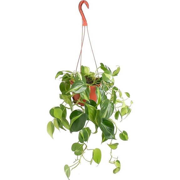 Hanging Heartleaf Philodendron Brasil Plant Easy Care