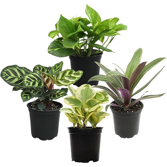 Essential Houseplant Collection: Indoor Live Plants in Pots