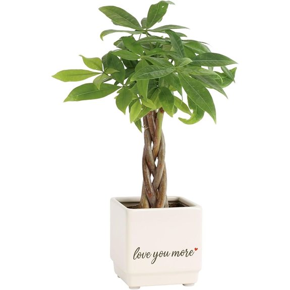 Costa Farms Money Tree Indoor Plant in Decorative Pot