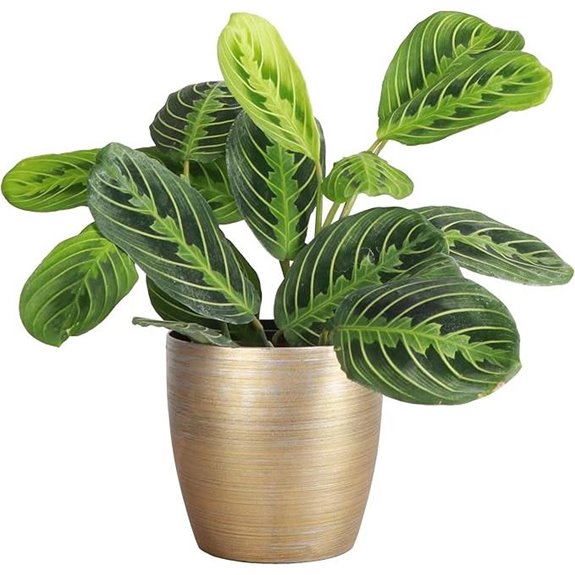 Thorsen's Lemon Lime Prayer Plant Pet Friendly Indoor