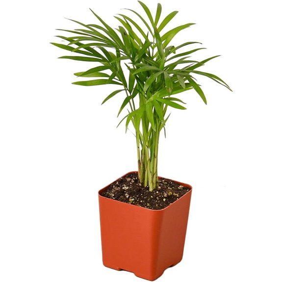 Pet-Friendly Parlor Palm Indoor Plant in Nursery Pot