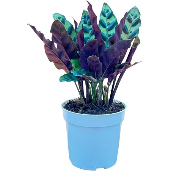 Rattlesnake Calathea Live Plant for Indoor Decor
