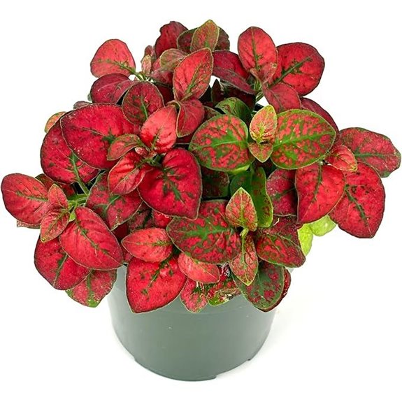 Hypoestes Red Splash Air Purifying Houseplants 3.5 Pot