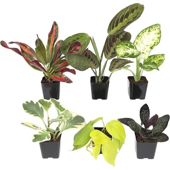 Assorted Air-Purifying Indoor Houseplants (6 Pack)