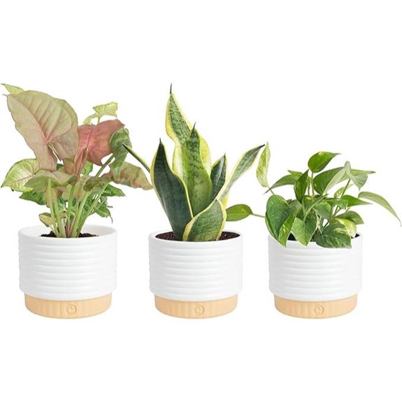 Costa Farms 3-Pack Indoor House Plants in Pots